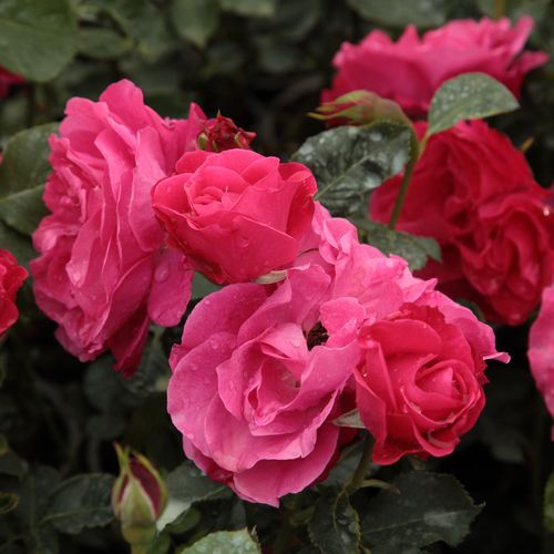 Gärtnerei - Rosa Dauphine™ - rosa - floribundarosen - diskret duftend - Jean-Marie Gaujard - In Randbeeten oder Rabatten sind sie gut mit silbernem Laub zu mischen (Lavendel, Katzenminze). Typisch für diese Sorte ist die lange Blütezeit, sie blüht bis zum